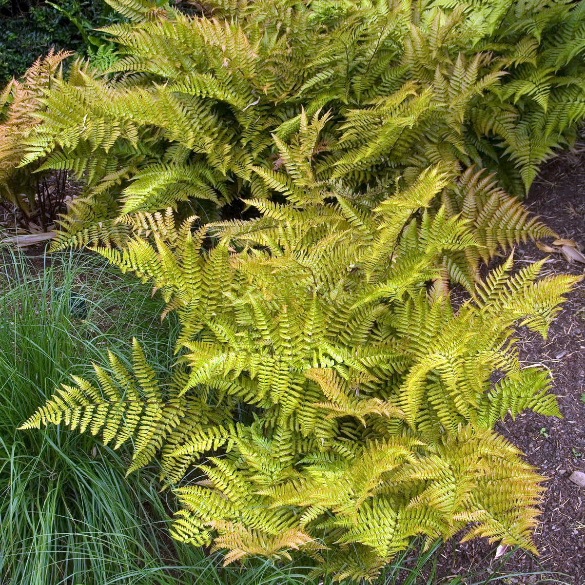 Dryopteris erythrosora - Fougère rose cuivré - Fougères