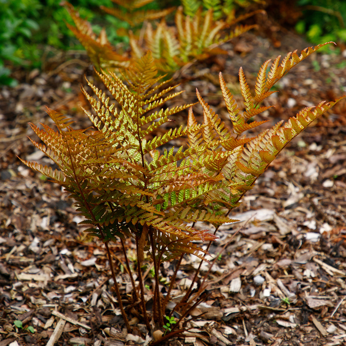 Fougère rose cuivré - Dryopteris erythrosora - Bakker