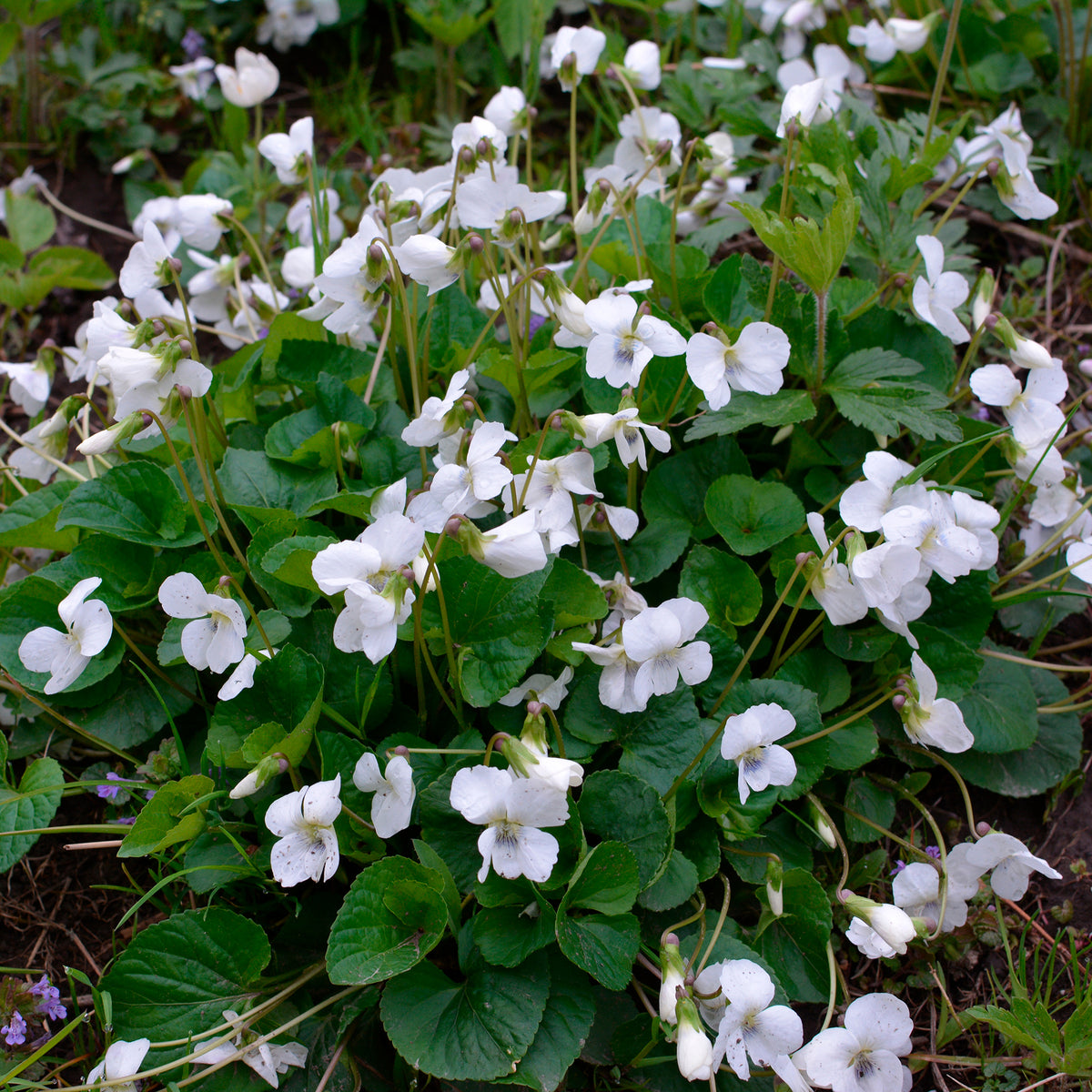 Violette odorante blanche - Viola odorata alba - Bakker