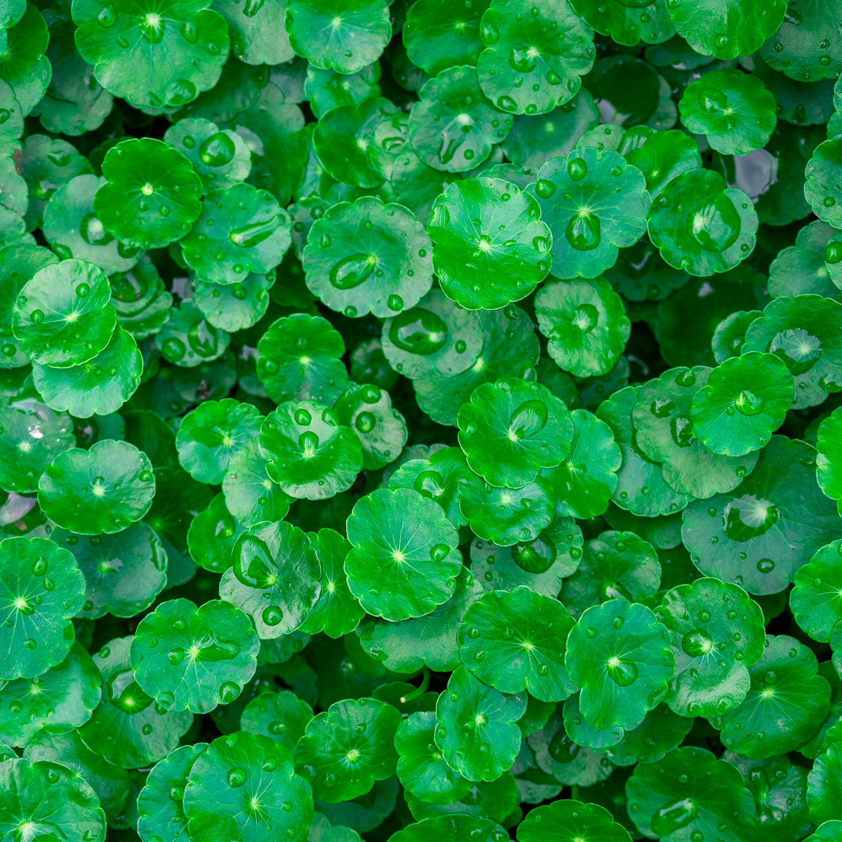 Graminées - Ecuelle d'eau Herbe aux patagons - Hydrocotyle vulgaris