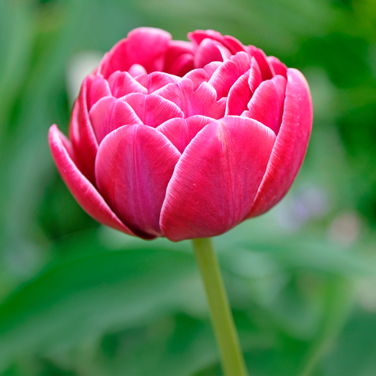 7 Tulipes à fleurs de pivoine Dream Touch