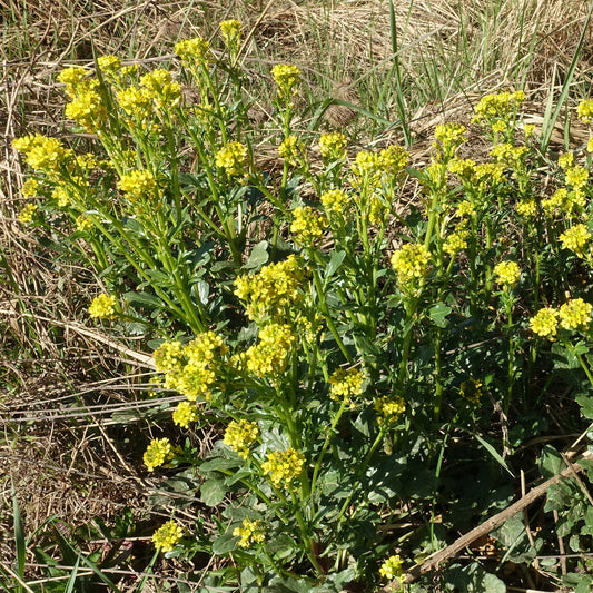 Cresson vivace des Jardins - Bakker