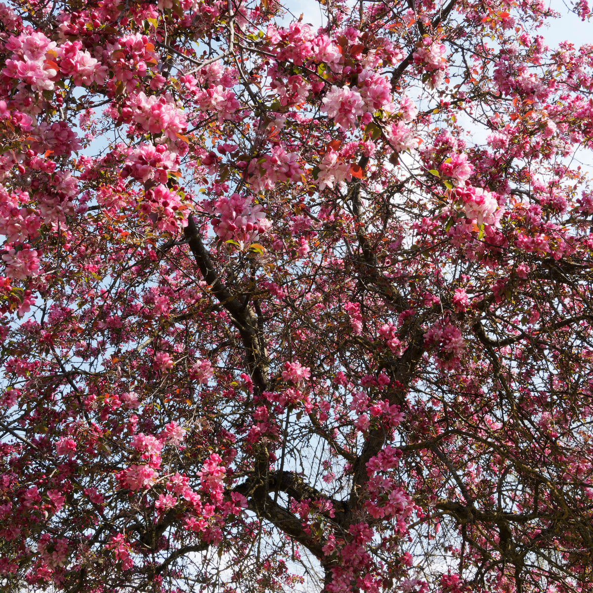 Pommier à fleurs - Pommier d'ornement Liset - Malus 'liset'