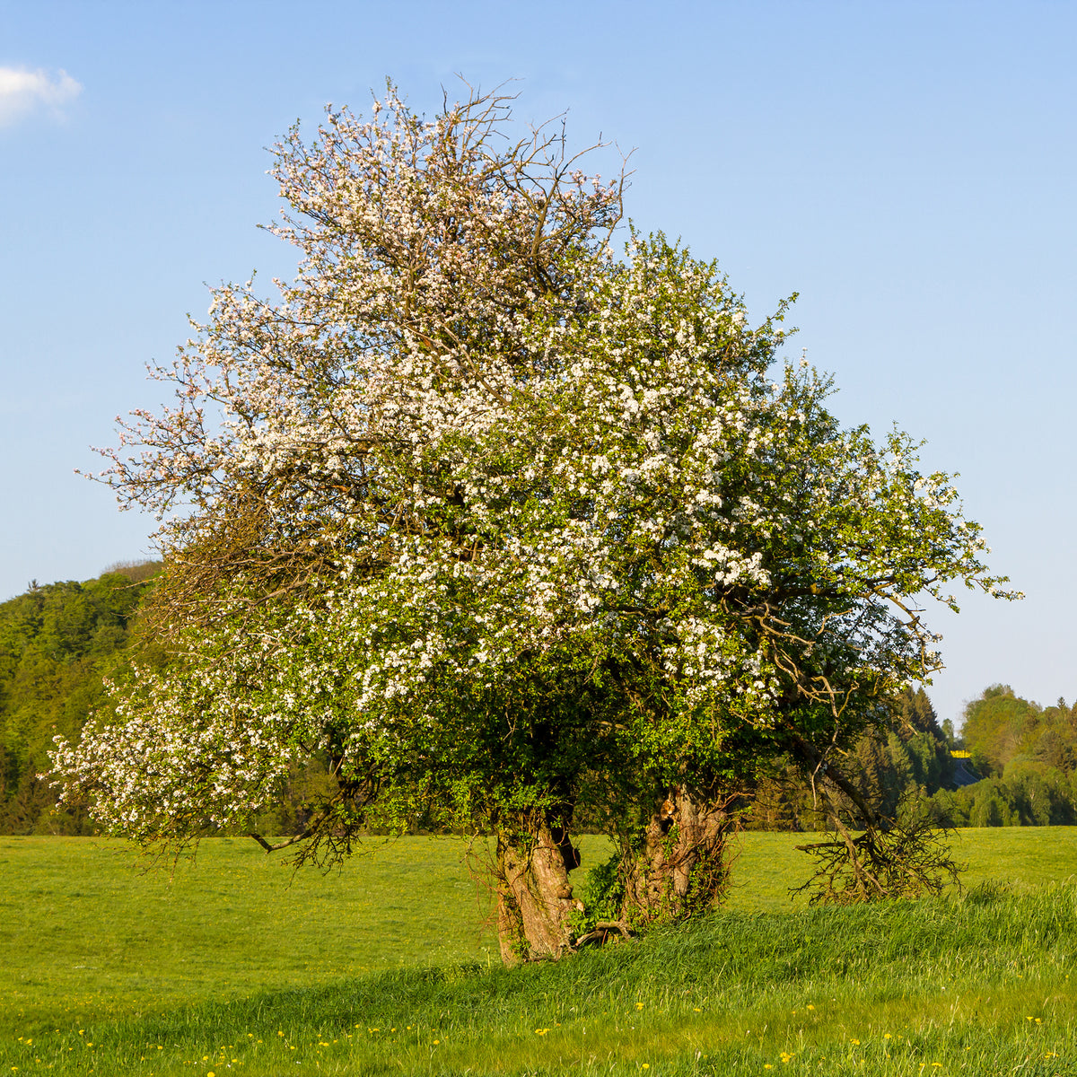 Pommier sauvage - Malus sylvestris - Bakker