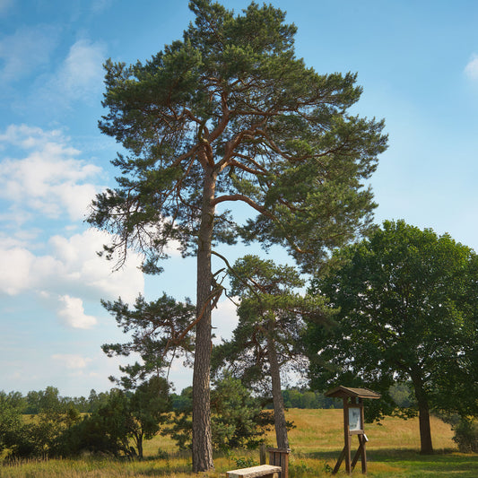 Pin sylvestre - Bakker