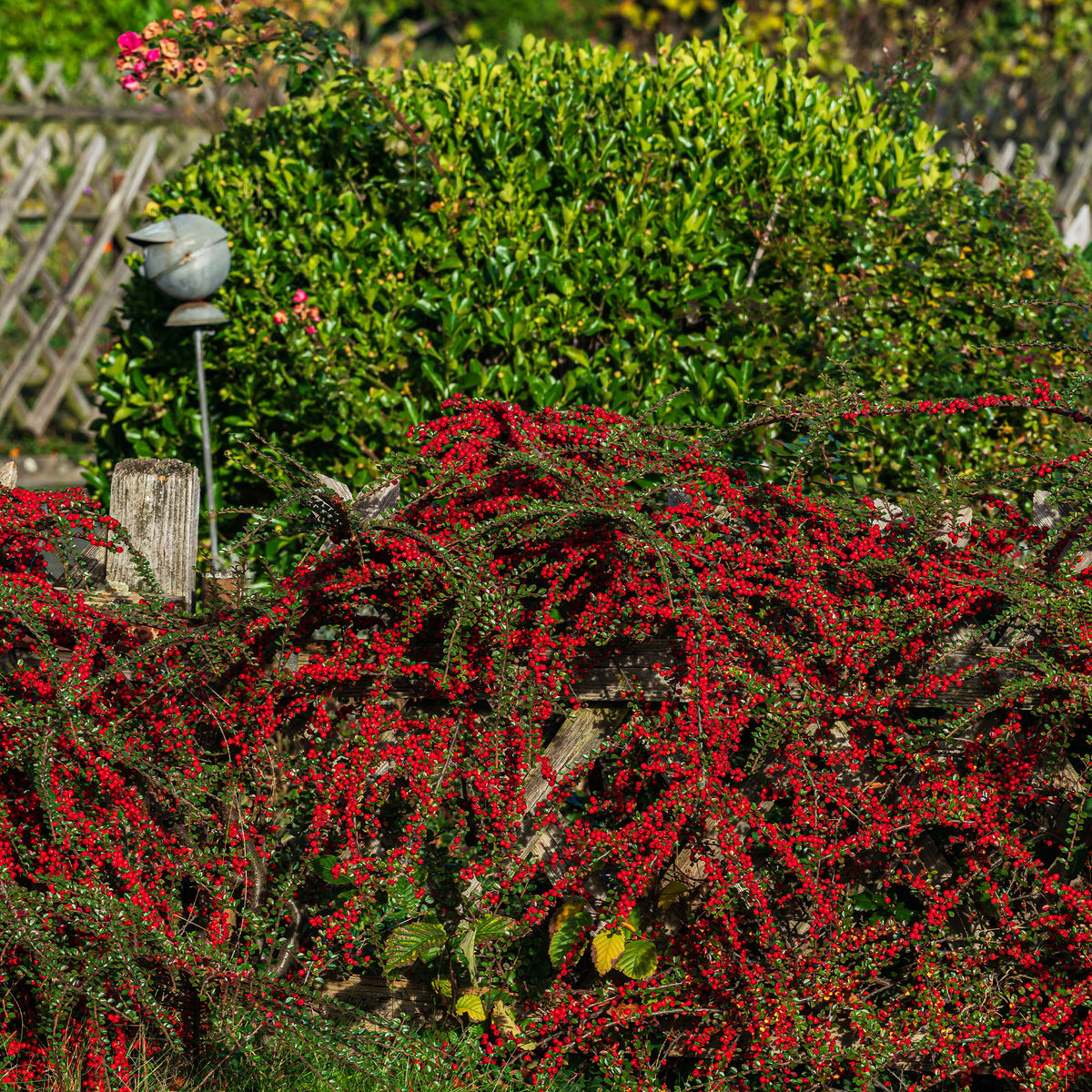 Vente Cotoneaster rampant - Plantes couvre-sol