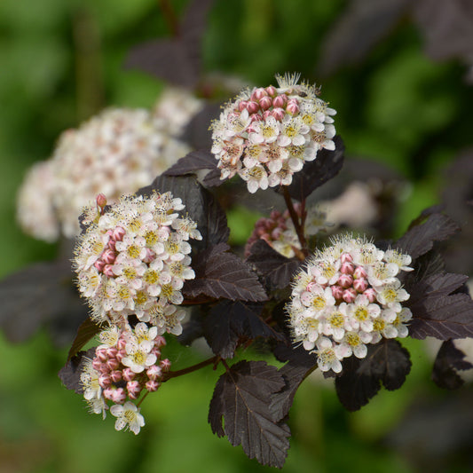 Physocarpe Red Baron - Bakker