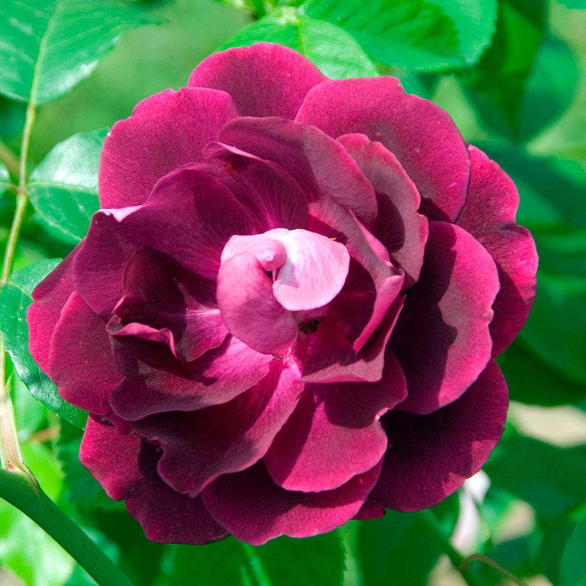 Rosier Burgundy Ice ® - Bakker