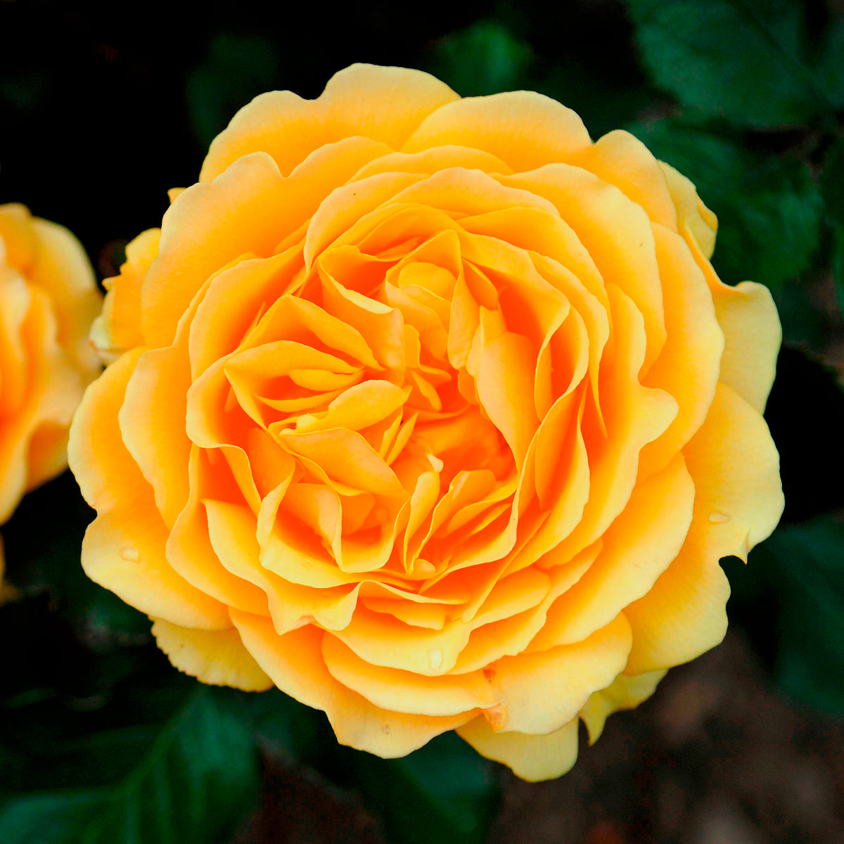 Rosier Amber Queen ® - Rosa amber queen ® - Bakker