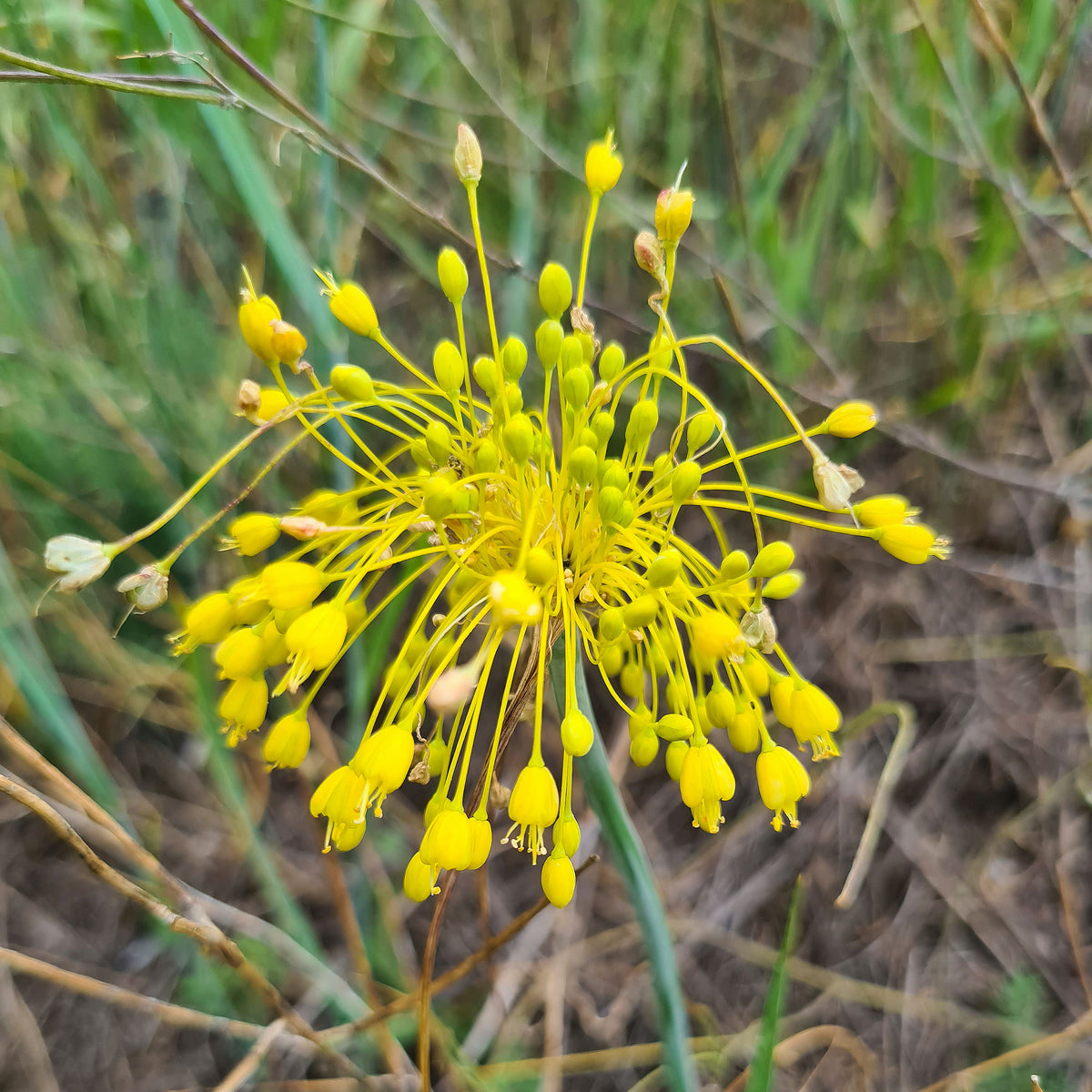 Allium flavum - Ail jaune - Plantes vivaces
