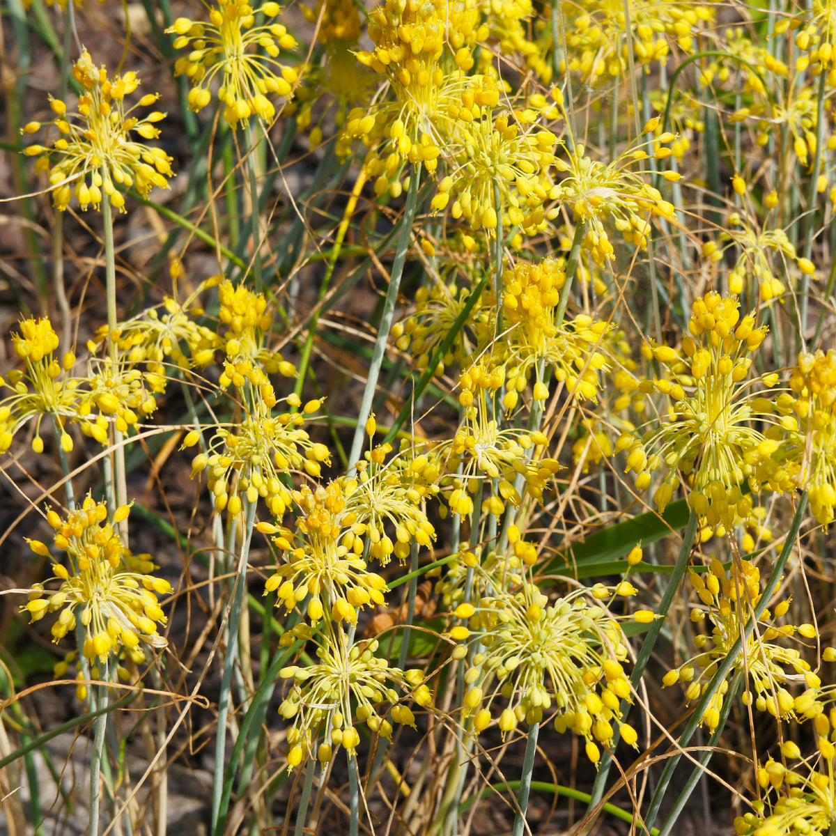 Ail jaune - Allium flavum - Bakker