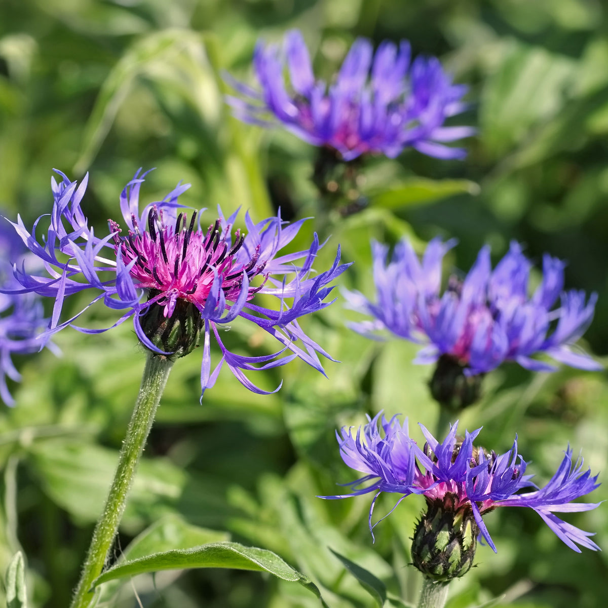 Centaurée des montagnes - Centaurea montana - Bakker