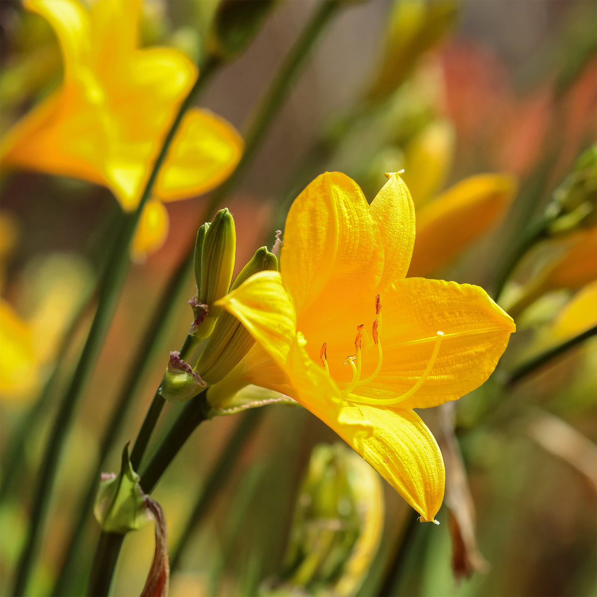 Hémérocalle - Hémérocalle Corky - Hemerocallis corky