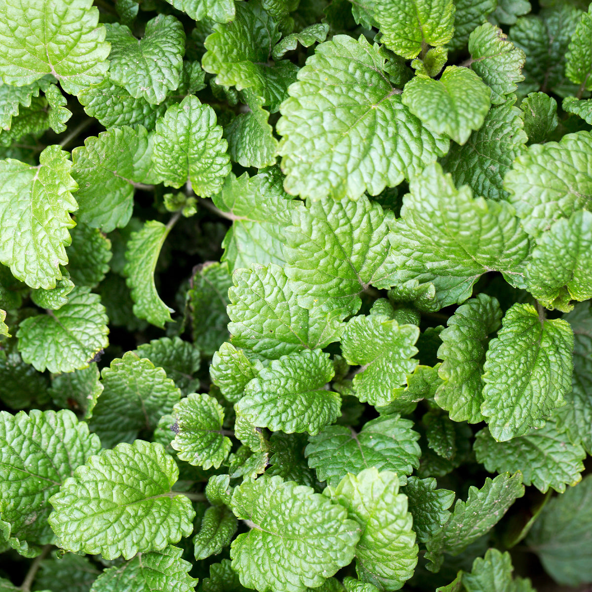 Mélisse officinale - Melissa officinalis - Bakker