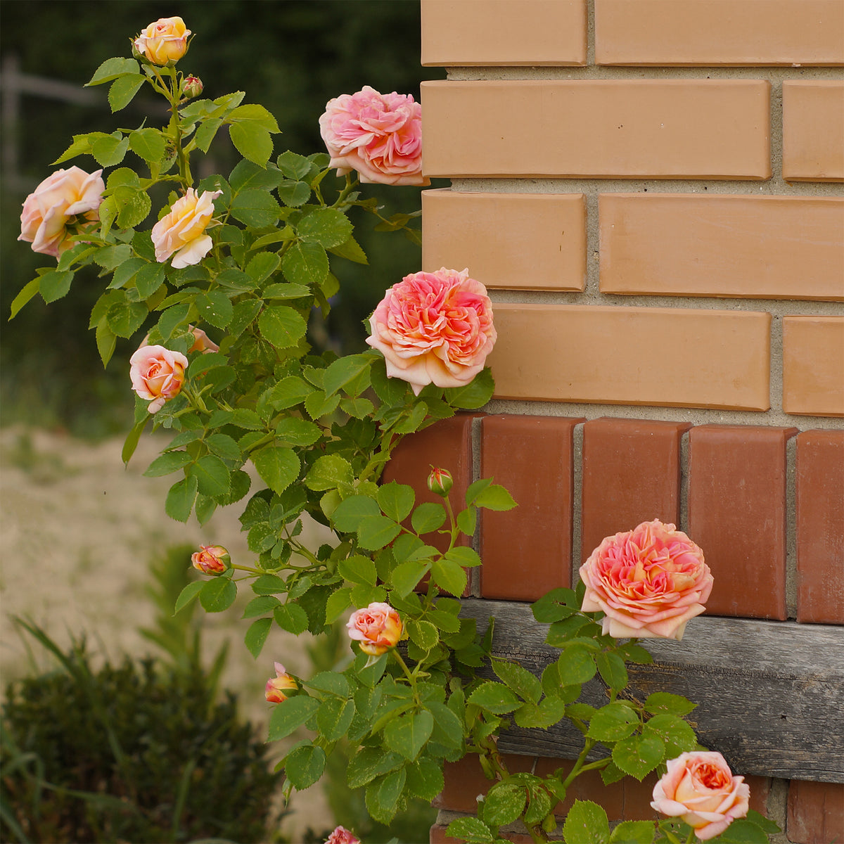 Rosier grimpant Alchymiste - Rosa Alchymiste - Bakker