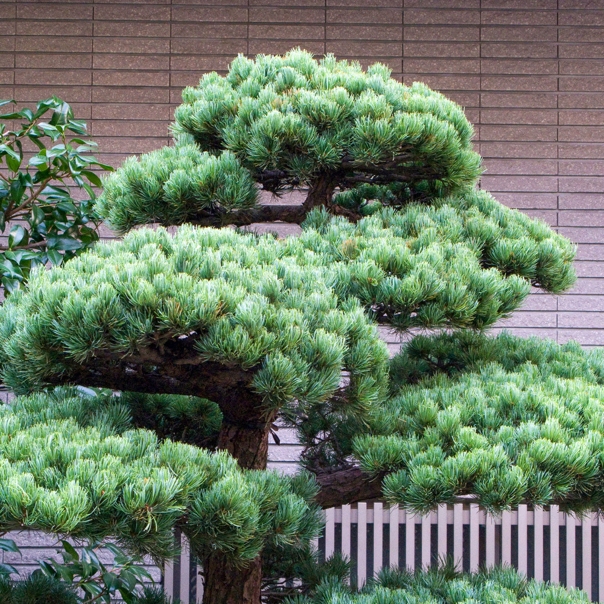 Pin - Pin blanc du Japon Negishi - Pinus parviflora Negishi