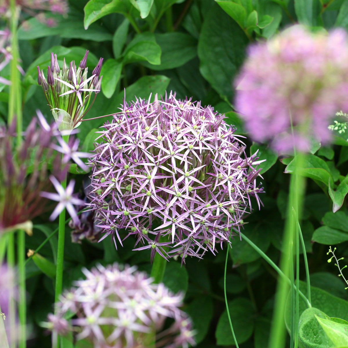 Vente 10 Alliums Christophii - Allium christophii