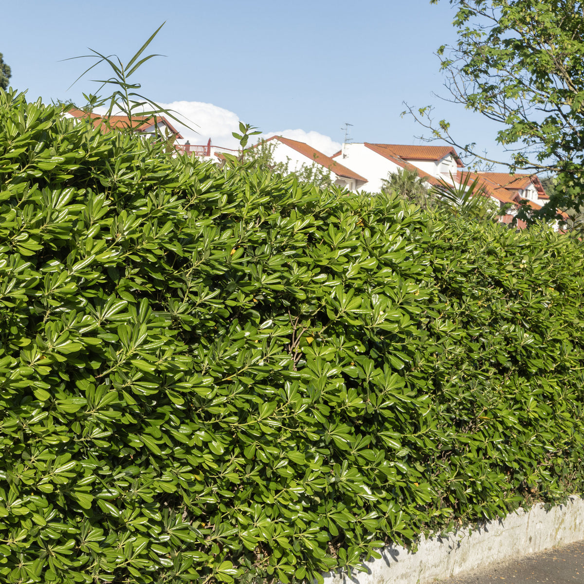 Vente Pittosporum tobira - Pittosporum tobira