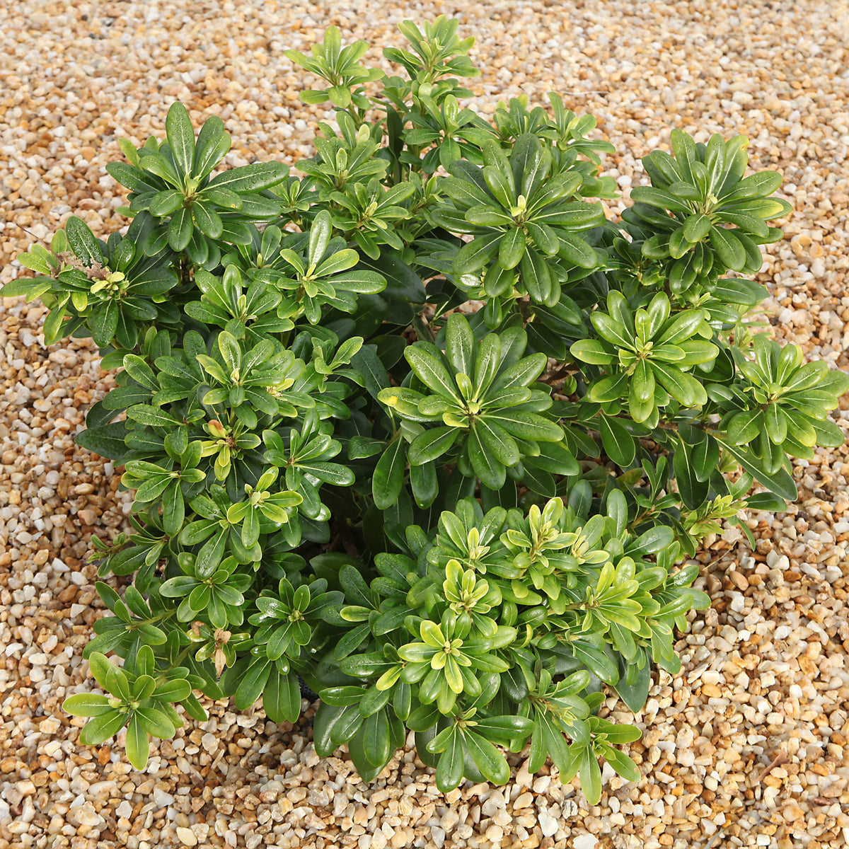 Pittosporum tobira ‘nana’ - Pittosporum tobira Nana - Bakker