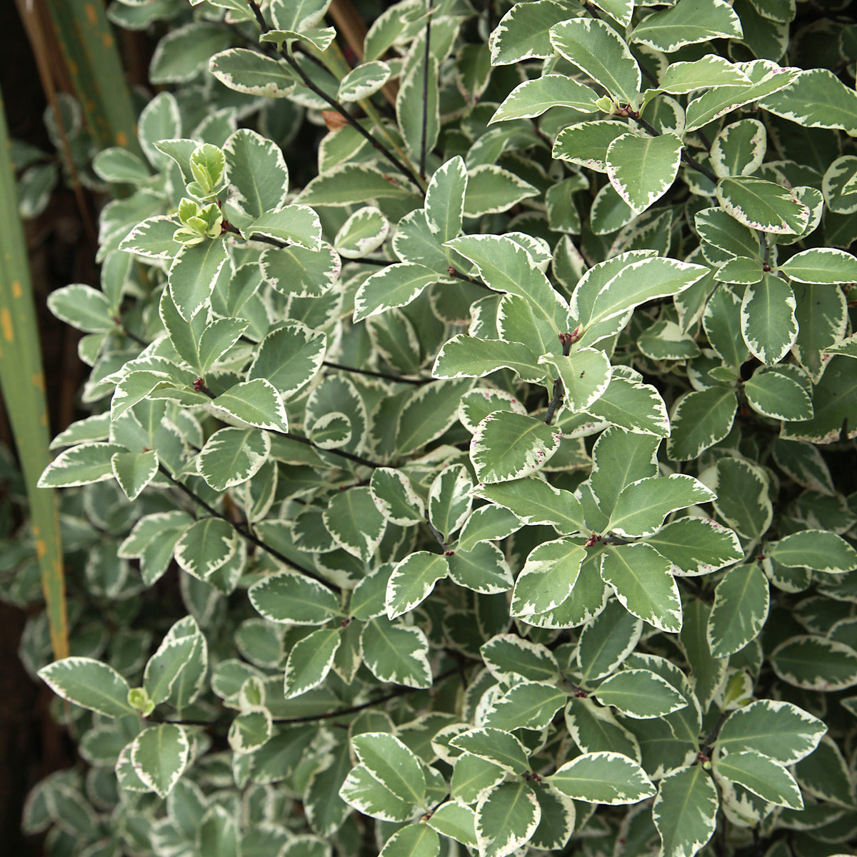 Arbustes à feuillage persistant - Pittosporum tenuifolium variegatum - Pittosporum tenuifolium Variegatum