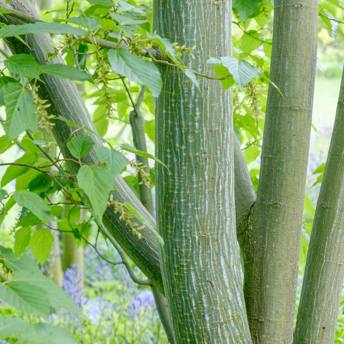 Érable - Erable du père David - Acer davidii