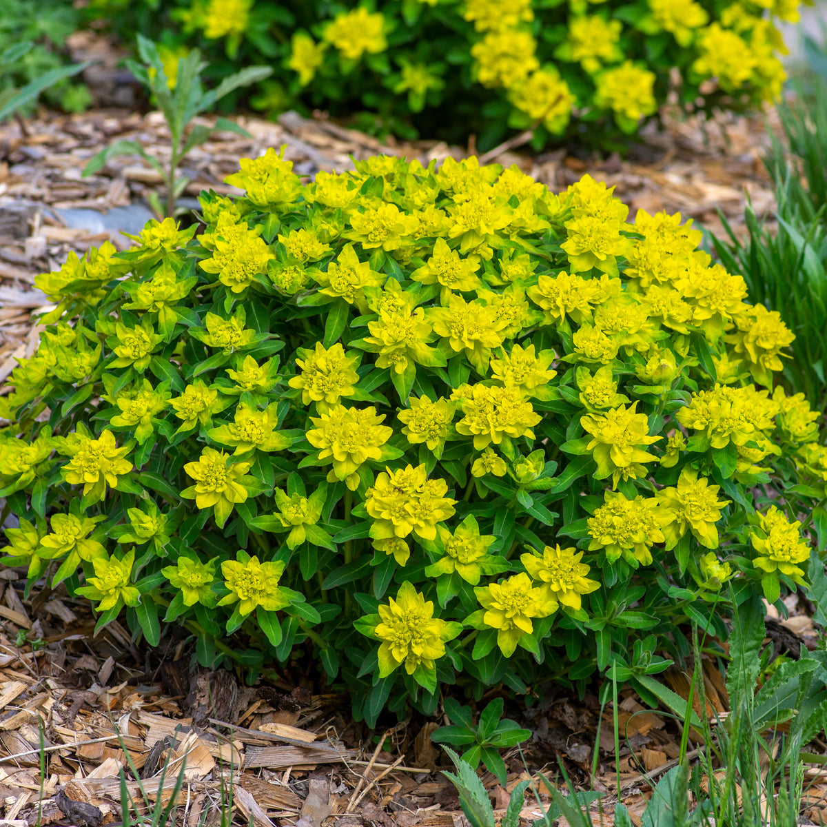 Euphorbia polychroma - Euphorbe polychrome - Euphorbe