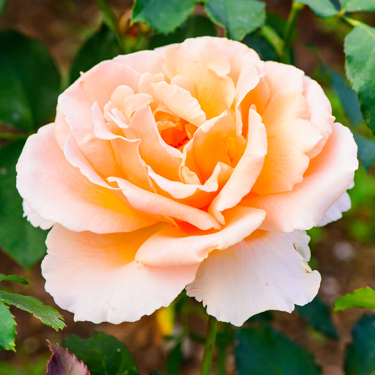 Rosier Just Joey ® - Bakker