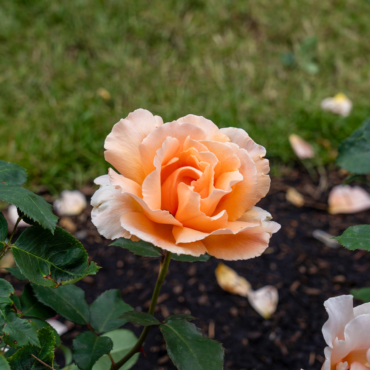 Rosier Just Joey ® - Rosa just joey ® - Bakker