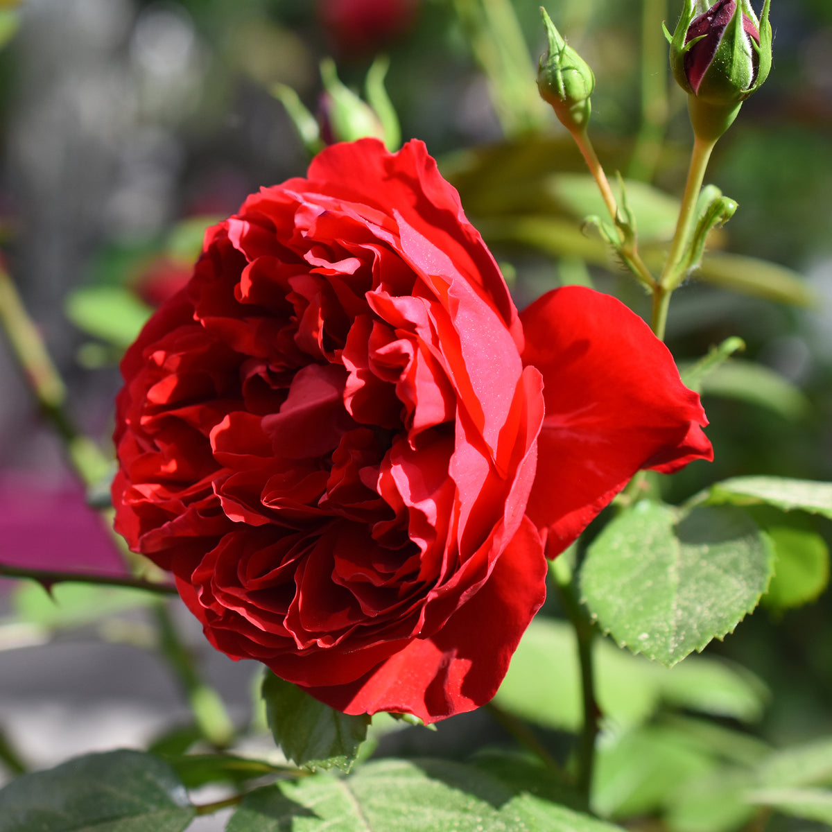 Rosiers grimpants - Rosier grimpant Florentina ® - Rosa Florentina ®