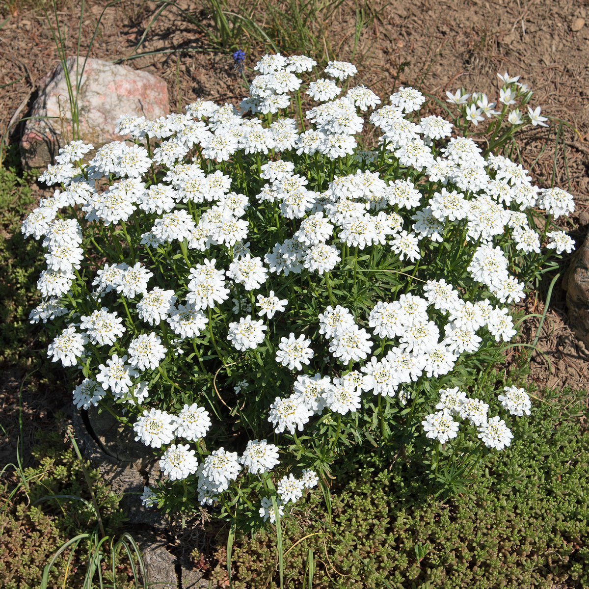 Iberis sempervirens 'snowflake' - Corbeille d'argent Schneeflocke - Iberis - Ibéris