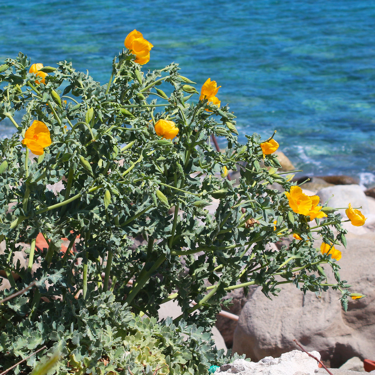 Plantes vivaces - Glaucium flavum - Glaucium flavum