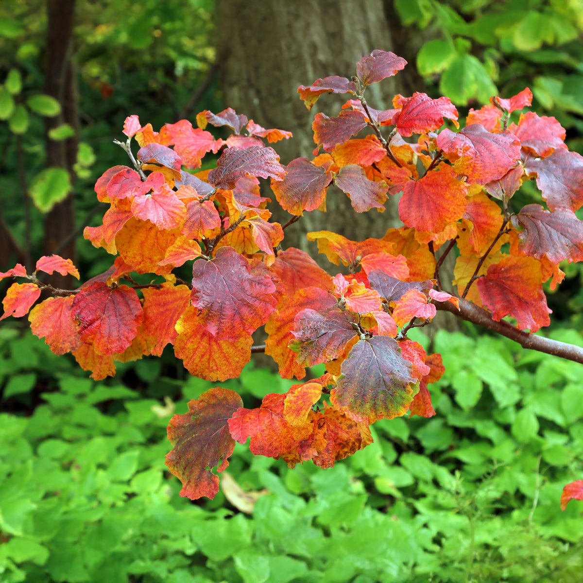 Fothergilla major - Grand fothergille - Plantes de terrasses et balcons