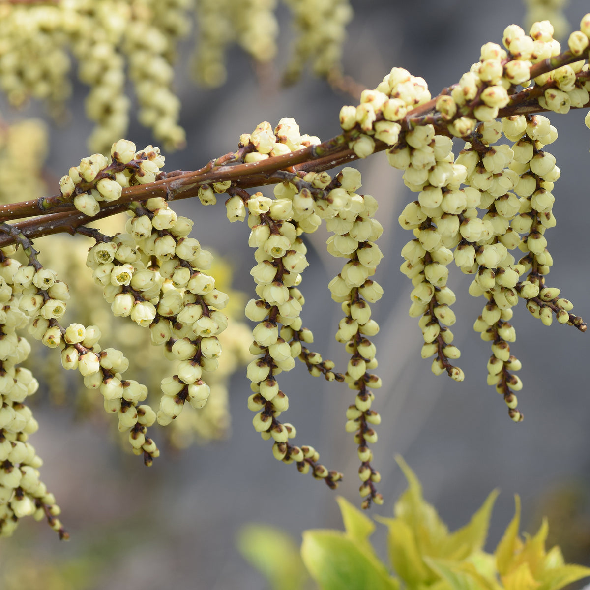 Vente Stachyurus chinensis Joy Forever - Stachyurus chinensis Joy Forever