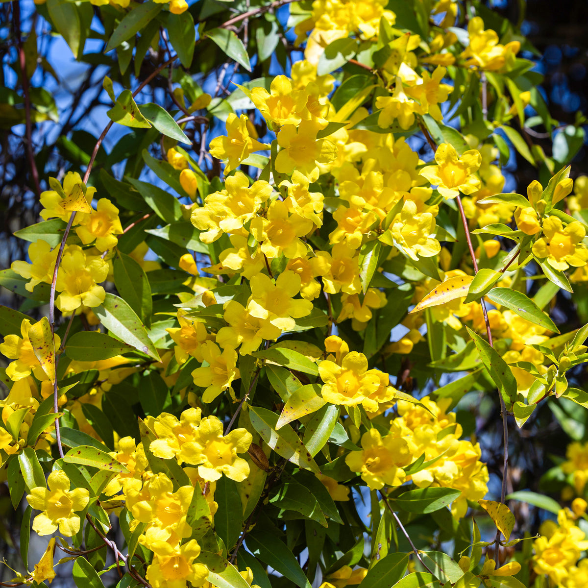 Gelsemium sempervirens - Bakker