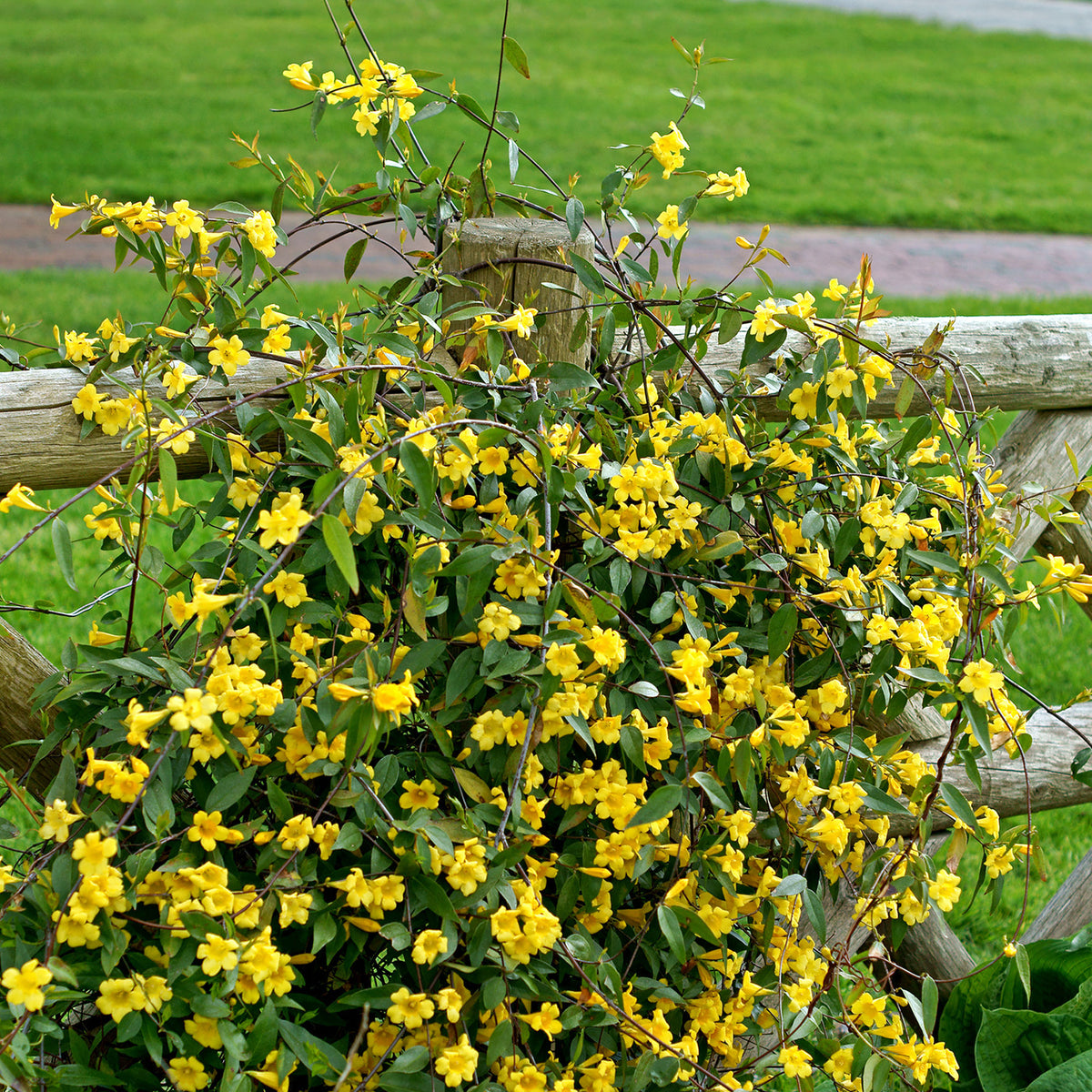 Plantes grimpantes - Gelsemium sempervirens - Gelsemium sempervirens