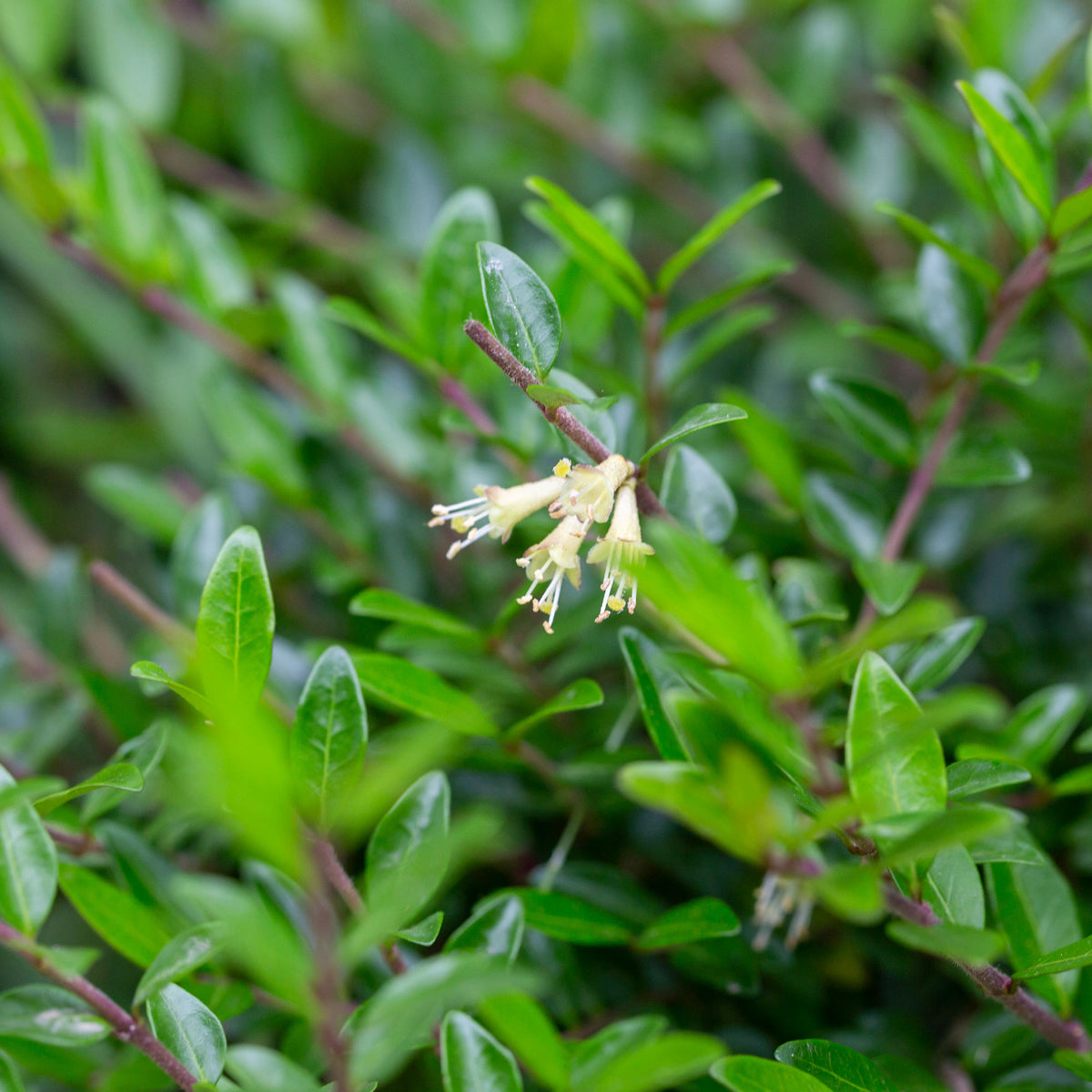 Arbustes à feuillage persistant - Chèvrefeuille arbustifs MossGreen - Lonicera pileata 'moss green'