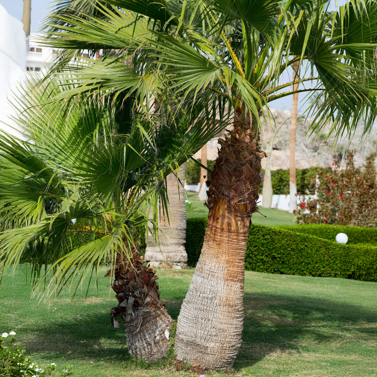 Washingtonia filifera - Palmier à jupon - Palmiers