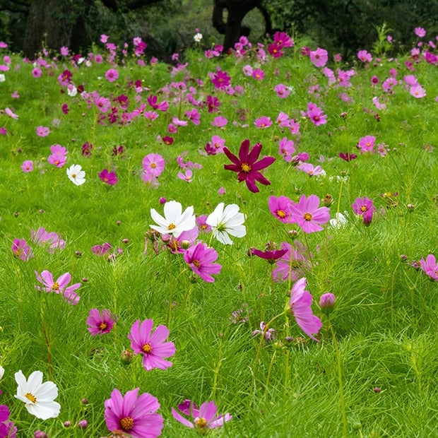 Graines de fleurs comestibles - Cosmos Sensation en mélange - Cosmos bipinnatus