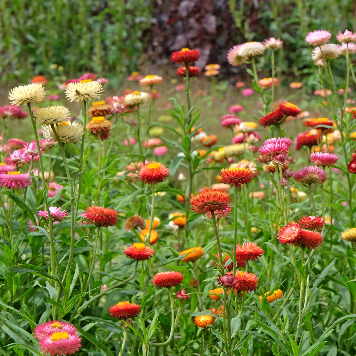 Immortelle à grosses fleurs en mélange - Xerochrysum bracteatum - Bakker