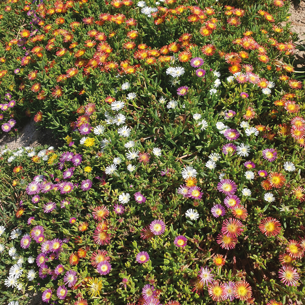 3 Pourpiers de Cooper en mélange - Delosperma cooperi - Bakker