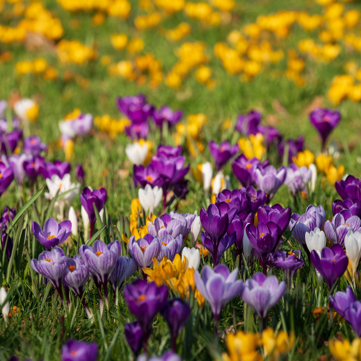 Crocus Mammouth en mélange - Bakker