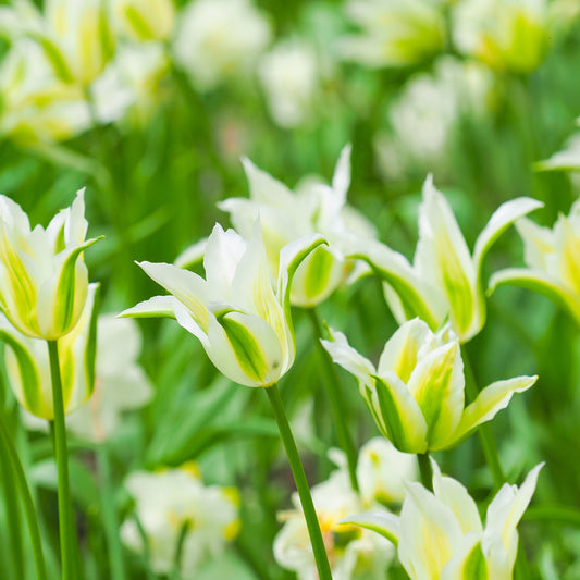 10 Tulipes à fleurs de lis Greenstar - Bakker