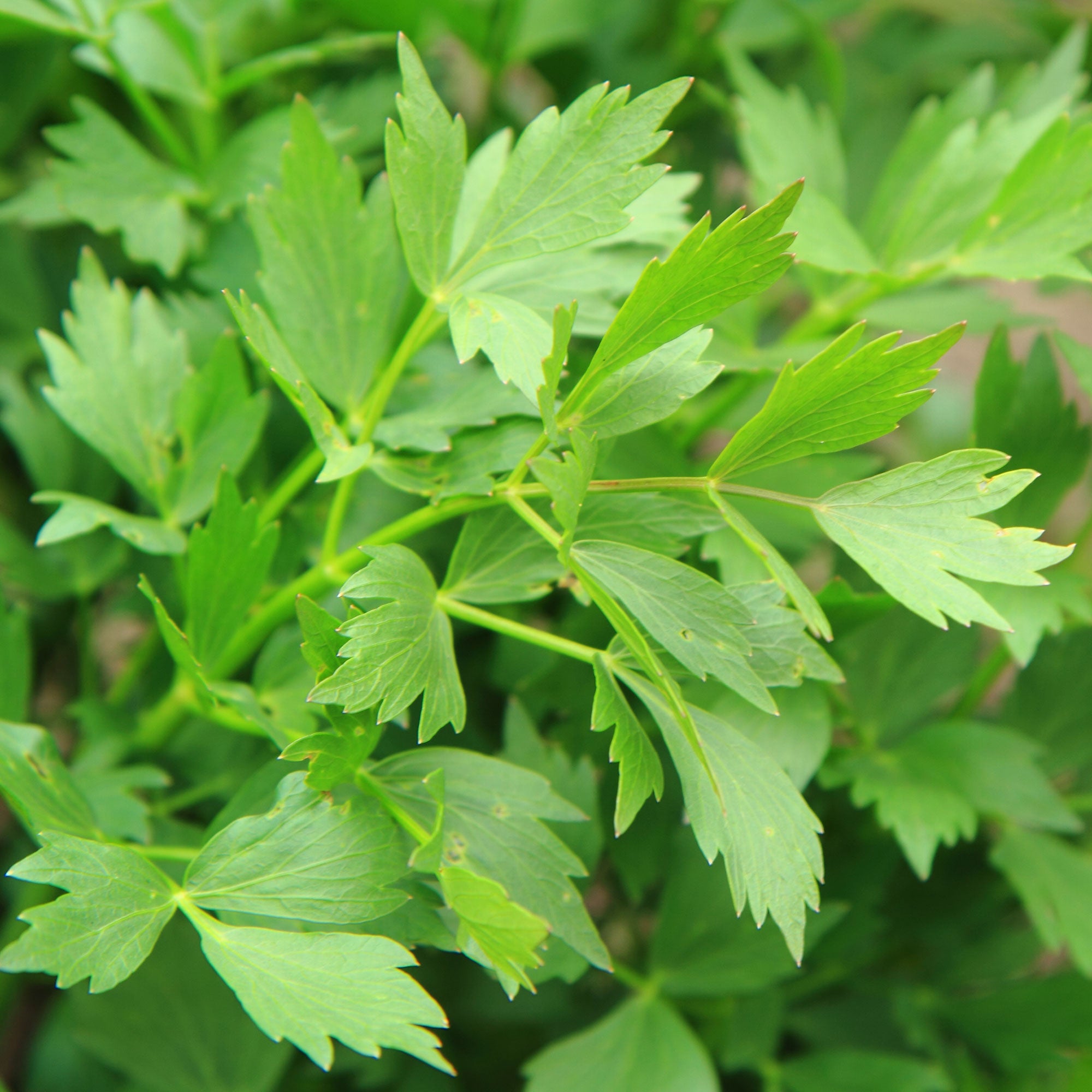 50 Graines de Céleri perpétuel, Livèche officinale, Levisticum officinale Seeds : Package Contatins seeds 50 Graines de Céleri perpétuel, Livèche officinale, Levisticum officinale Seeds : Package Contatins seeds