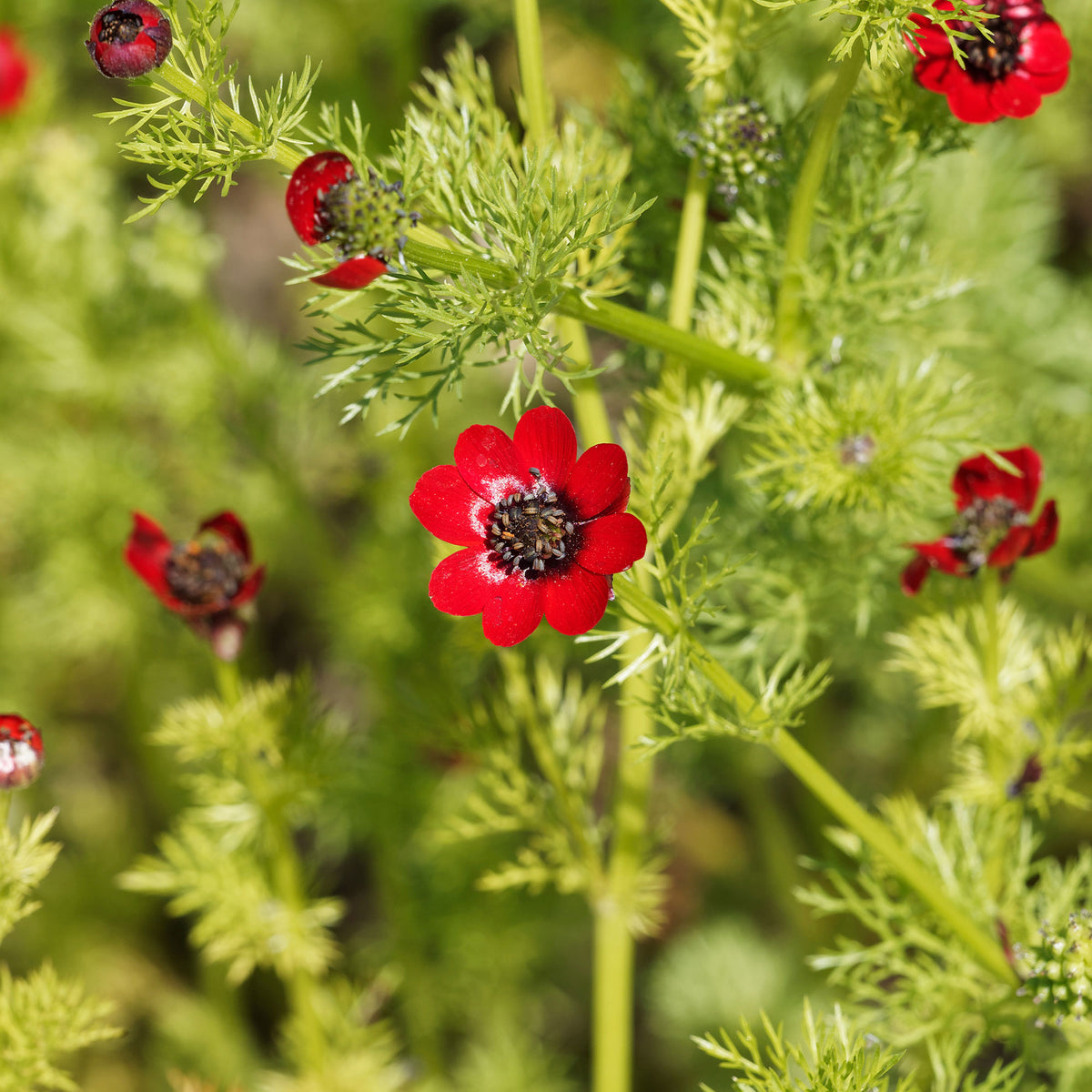 Adonis aestivalis - Adonis d'été Deep Red - Graines de fleurs pour massifs et bordures