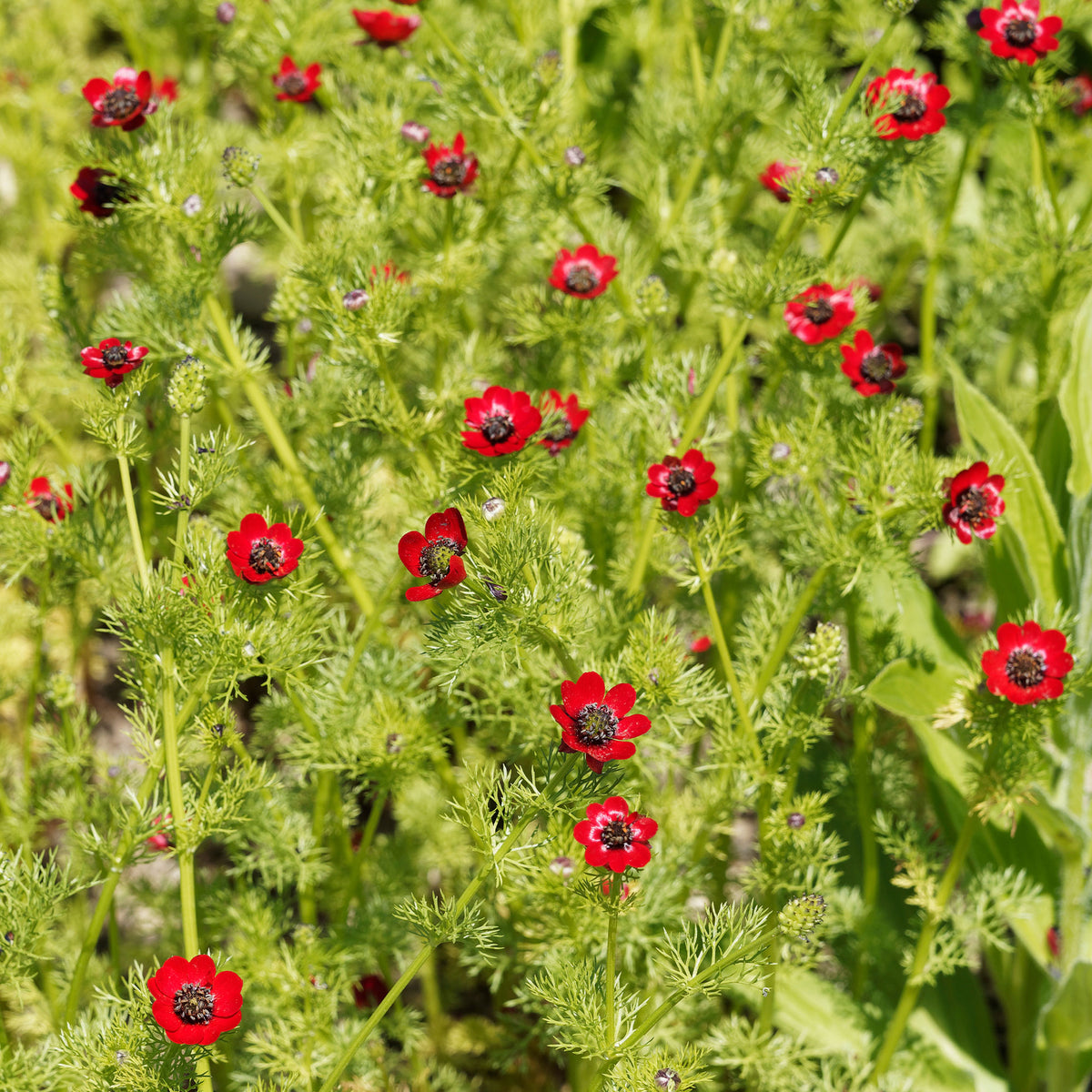 Adonis d'été Deep Red - Bakker