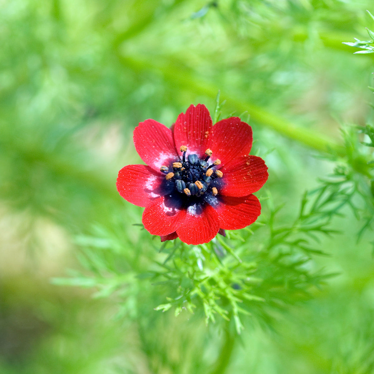 Adonis d'été Deep Red - Adonis aestivalis - Bakker