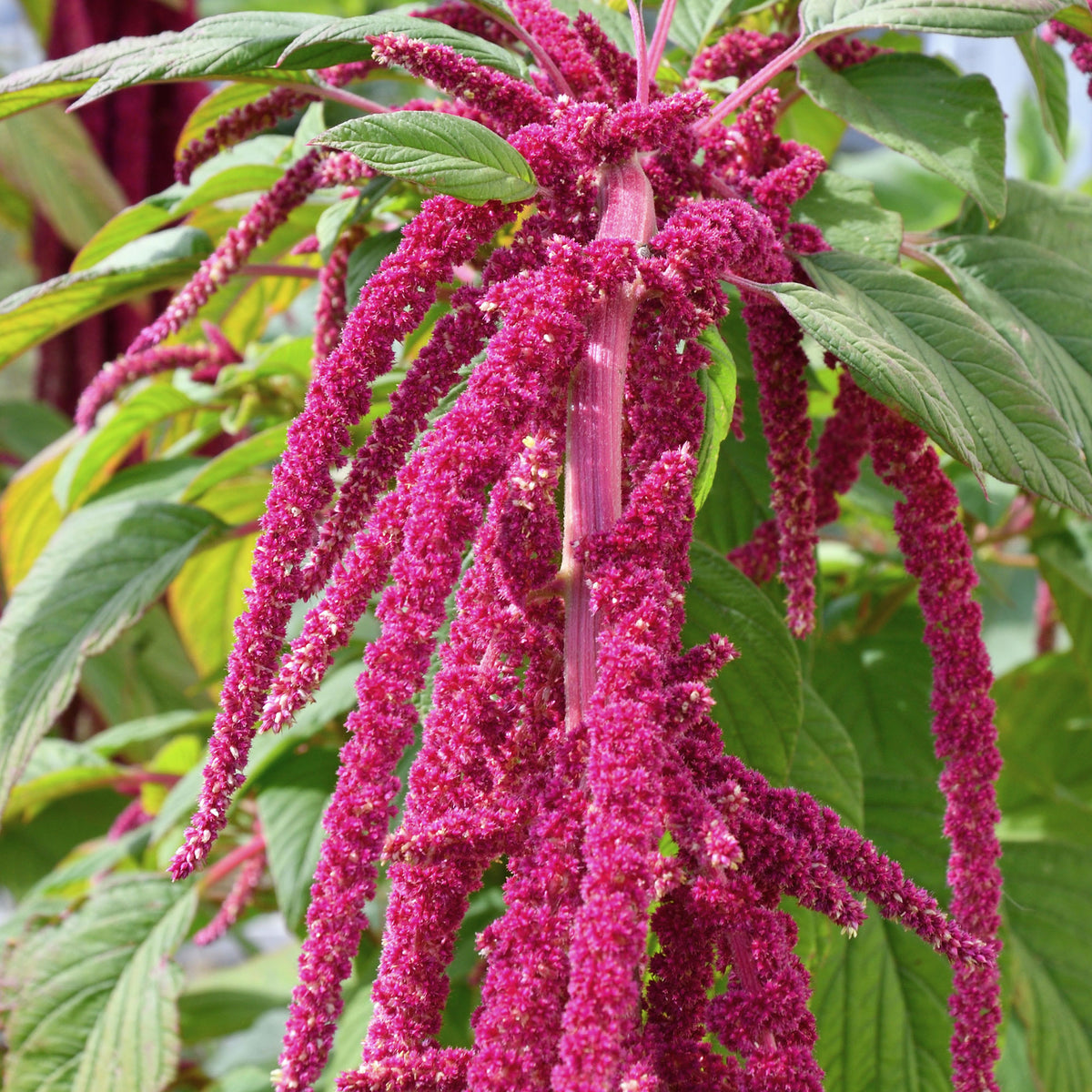 Amarante queue de renard - Amaranthus caudatus - Bakker