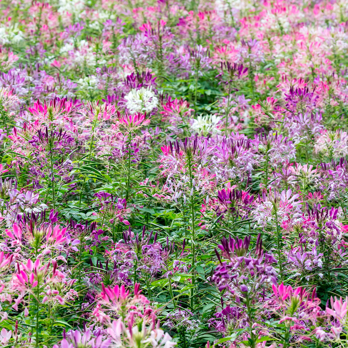 Cleome spinosa - Cléome épineux Colour Fountain en mélange - Cleome - Cléome