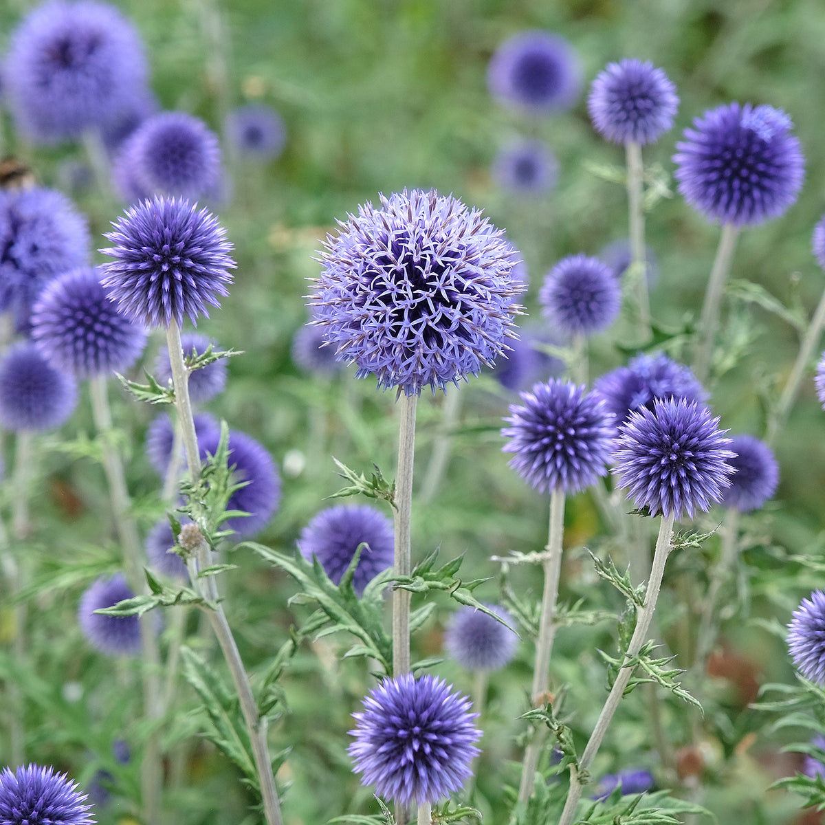 Boule azurée - Chardon boule - Echinops - Bakker