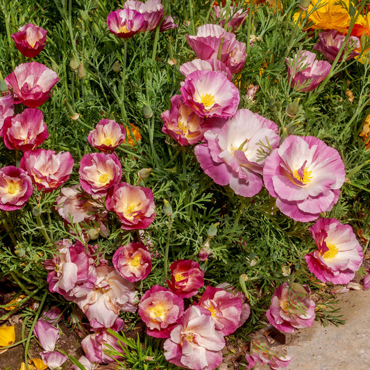 Pavot de Californie à fleurs doubles en mélange - Bakker